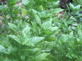 Albahaca