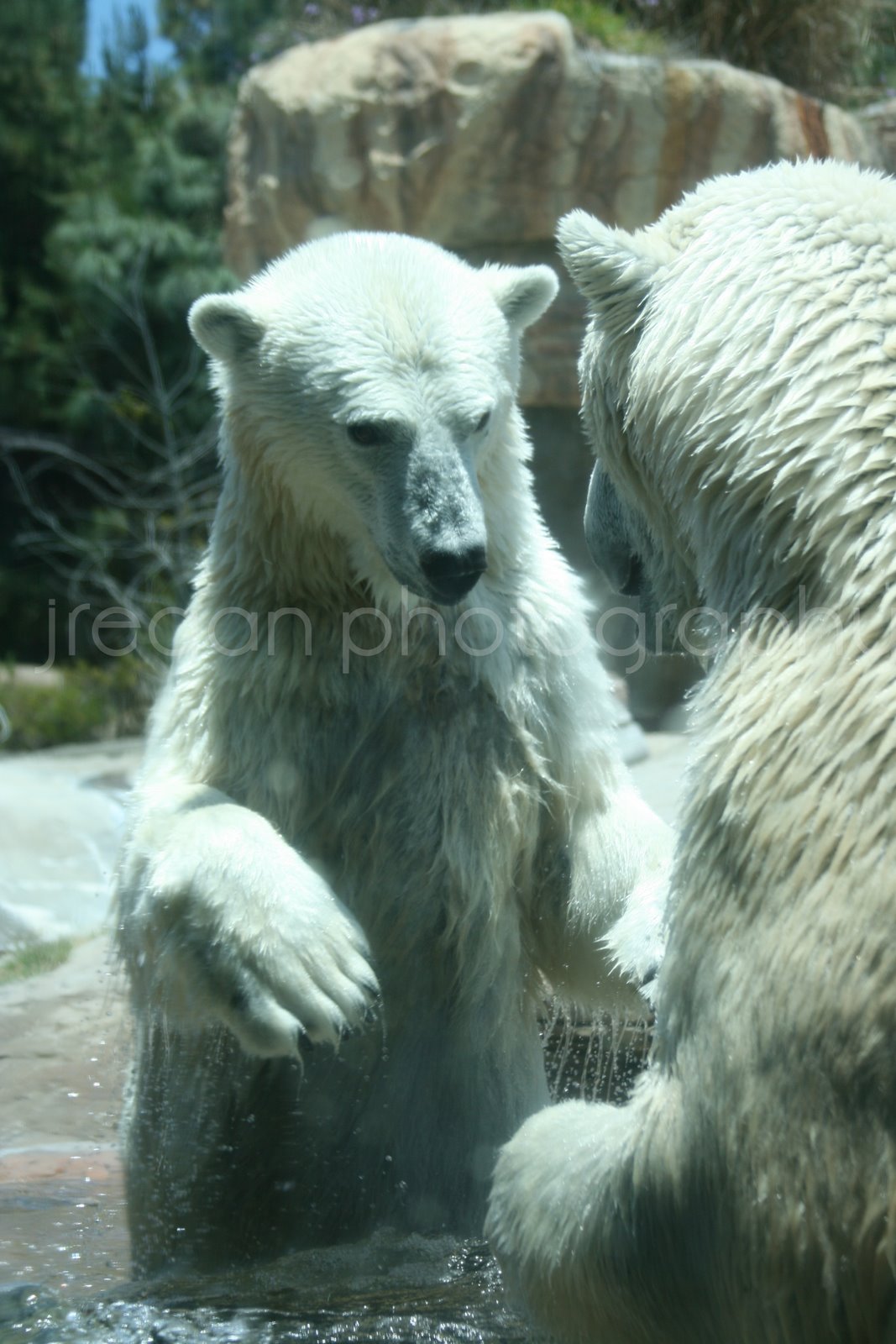 [polar+bears+1+copy.jpg]