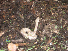 Poisonous Snake (copperhead)