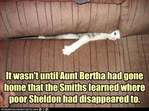 I Love Silly Cat Pictures