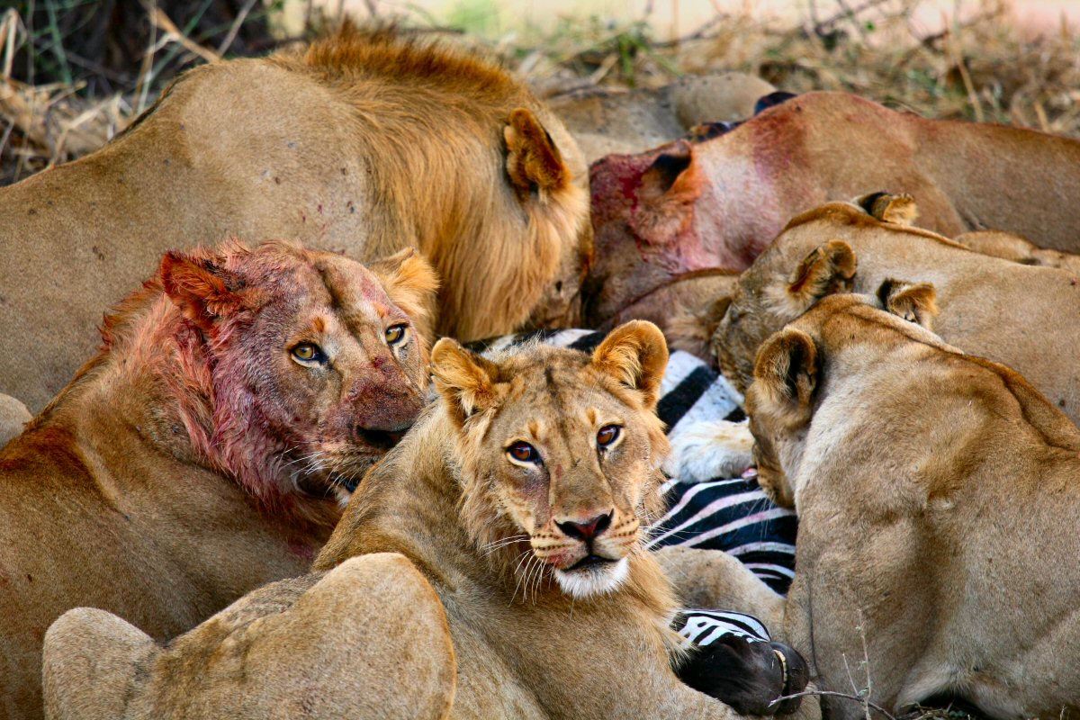 [Image: lions-mauling-a-zebra_are_you_next.jpg]