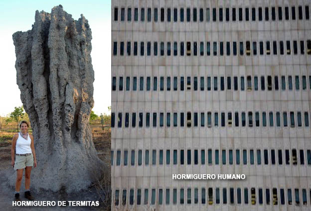 [HORMIGUEROS.jpg]