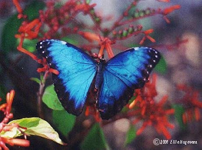 eneri - *** LAS MARIPOSAS DEL RINCON DE ENERI *** - Página 15 Blue+Butterfly1