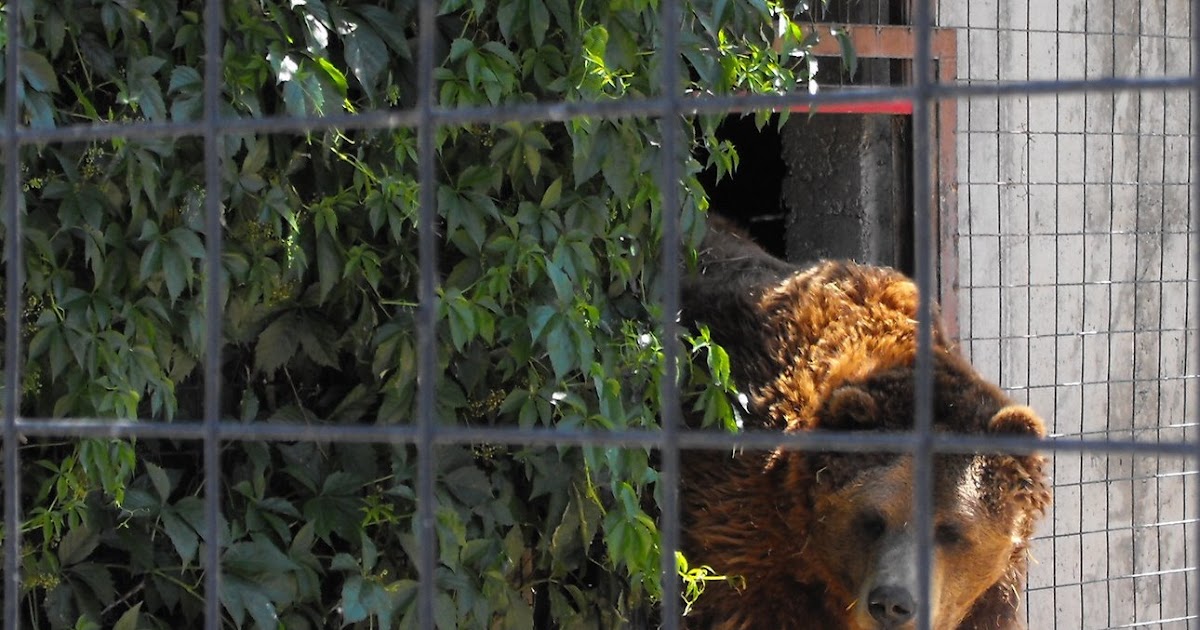 welovekamloops BC Wildlife Park Sheba the Grizzly Kamloops, BC