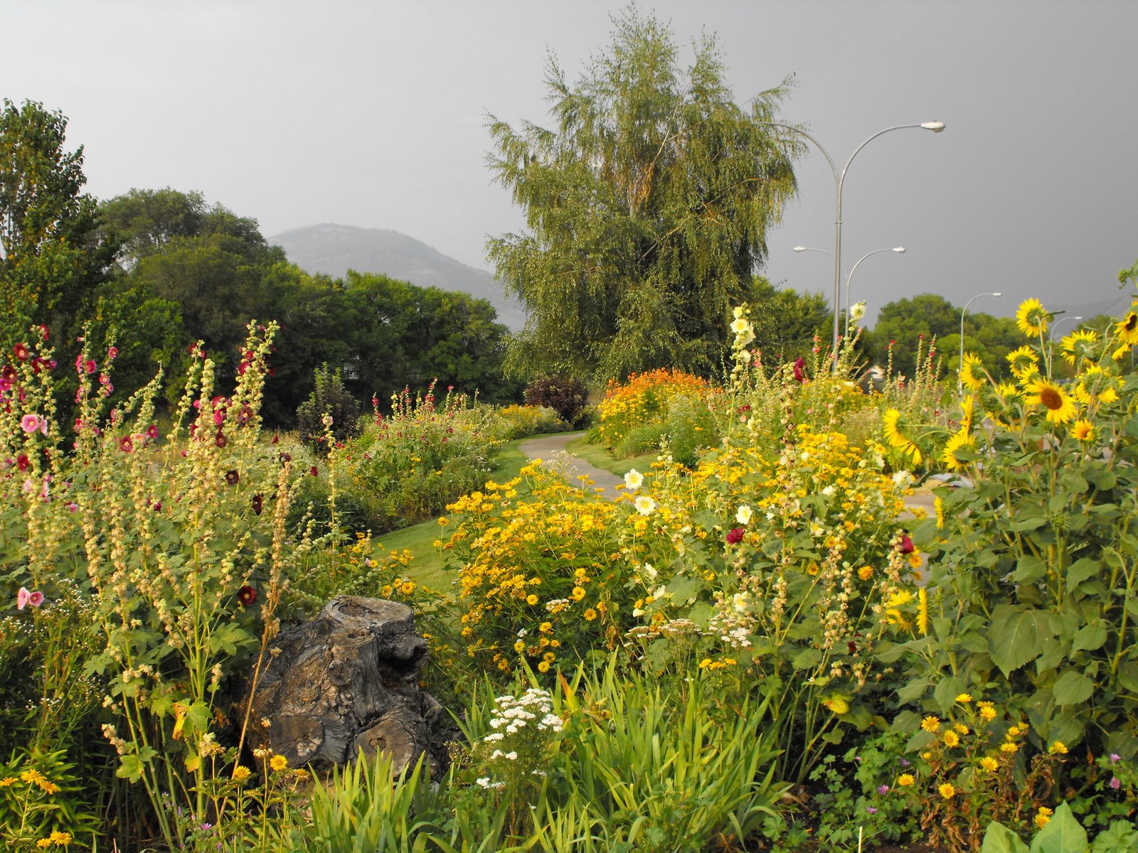 welovekamloops The Gregson Butterfly Garden McArthur Island