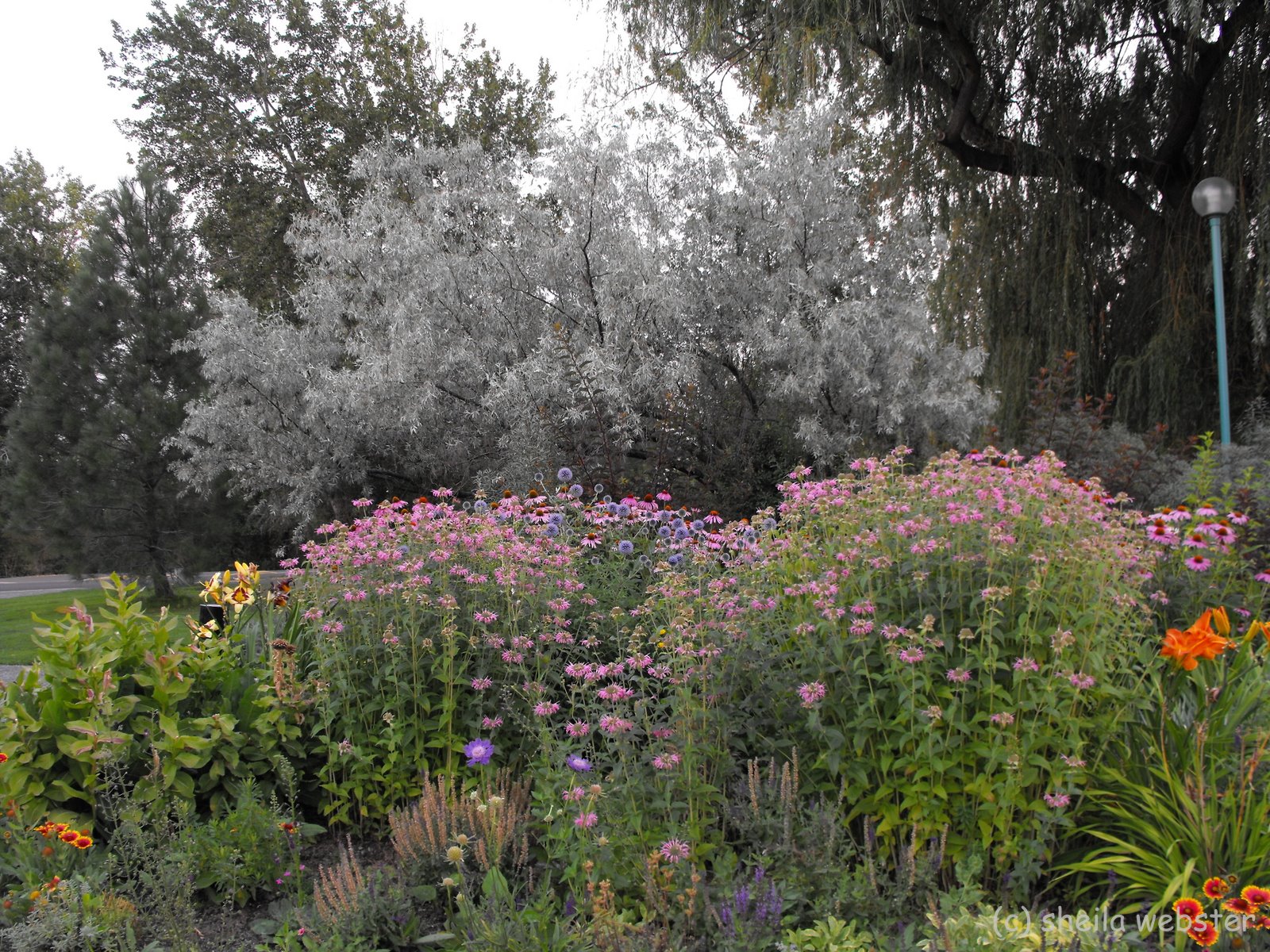 welovekamloops Xeriscape Desert Cactus Gardening