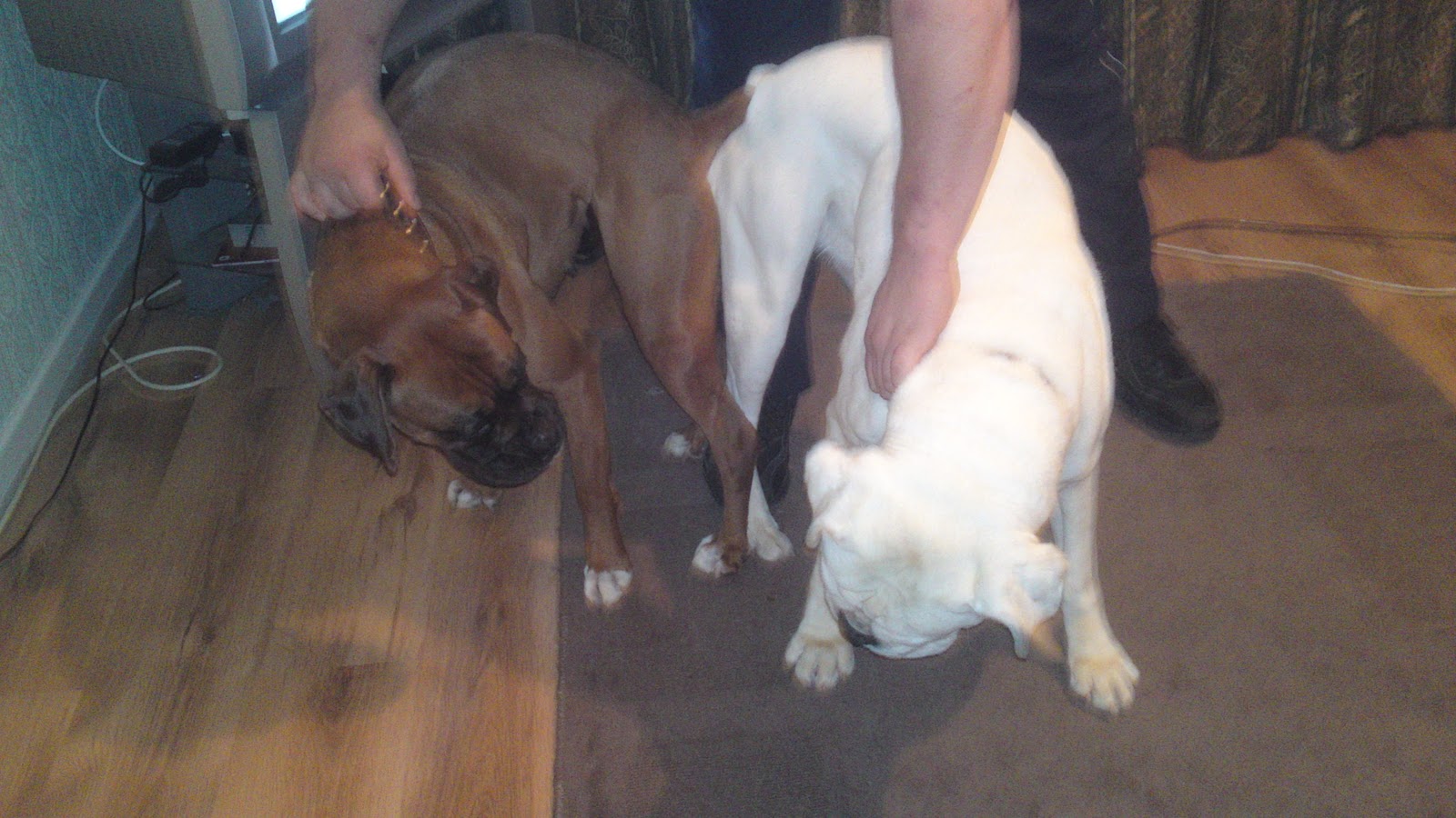 Boxer Puppies Through Pregnancy and Beyond... Breeding