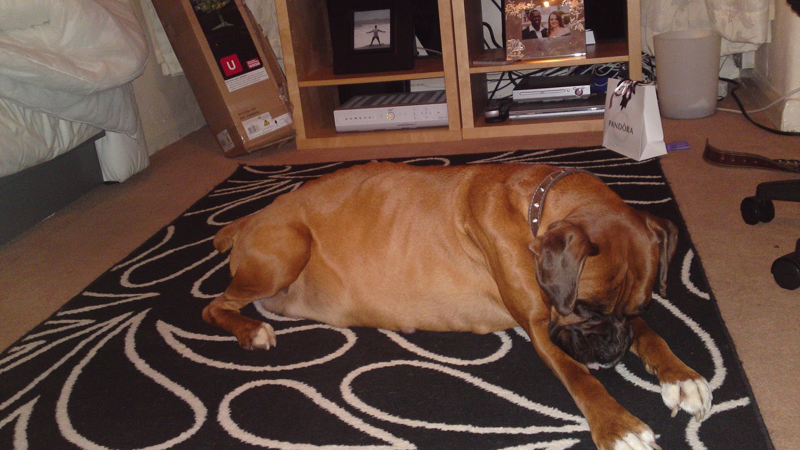 Boxer Puppies Through Pregnancy and Beyond... Pregnant Pictures