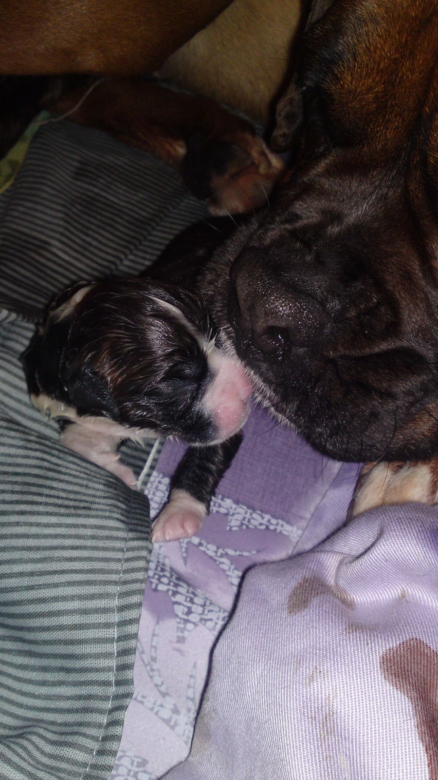 Boxer Puppies Through Pregnancy and Beyond... Newborn Photos