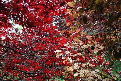 Prunus cerasifera