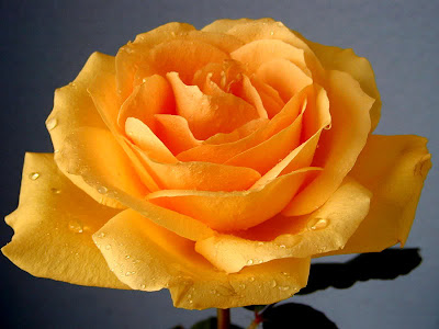 wallpaper yellow rose. wallpaper yellow rose.