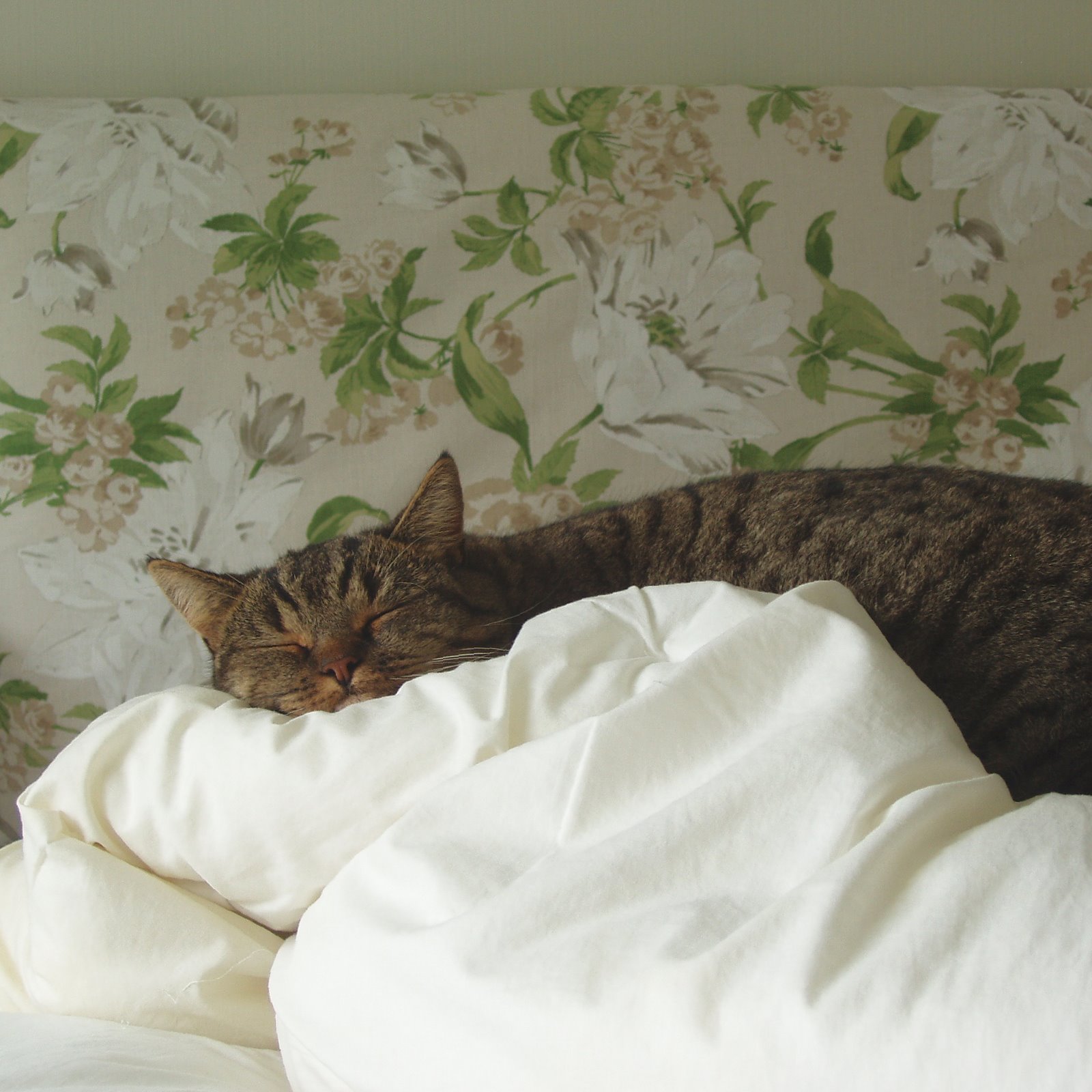 [bosco+on+bed.jpg]