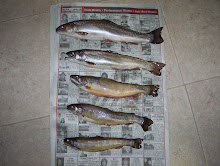 jan 1st 2008  speckled trout
