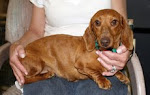 Adopt a rescued dachshund!