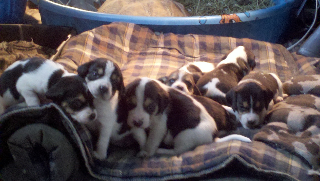 warfield red beagles for sale