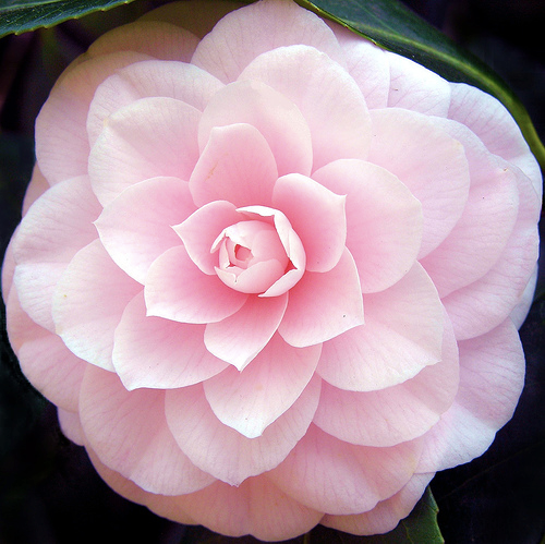 The story behind Chanel's Camelia