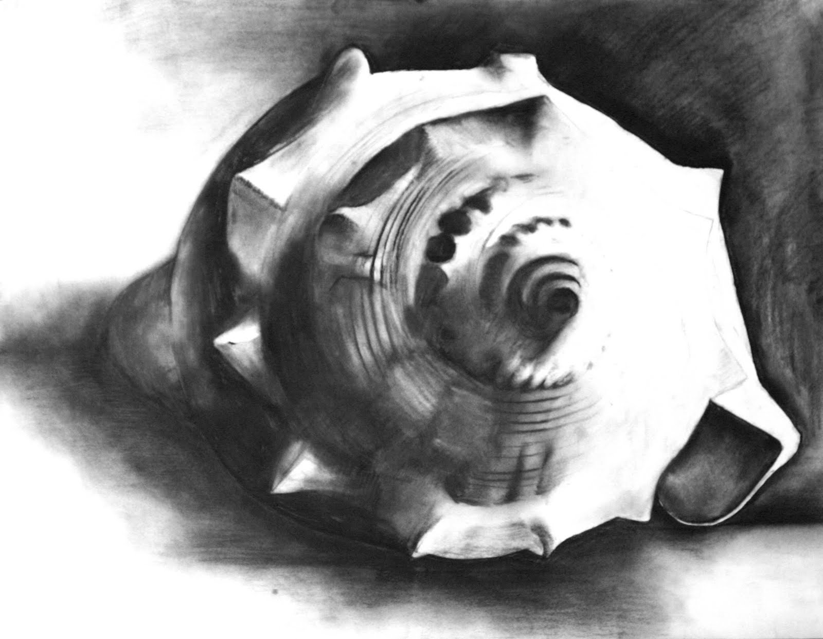 Seashell Drawing