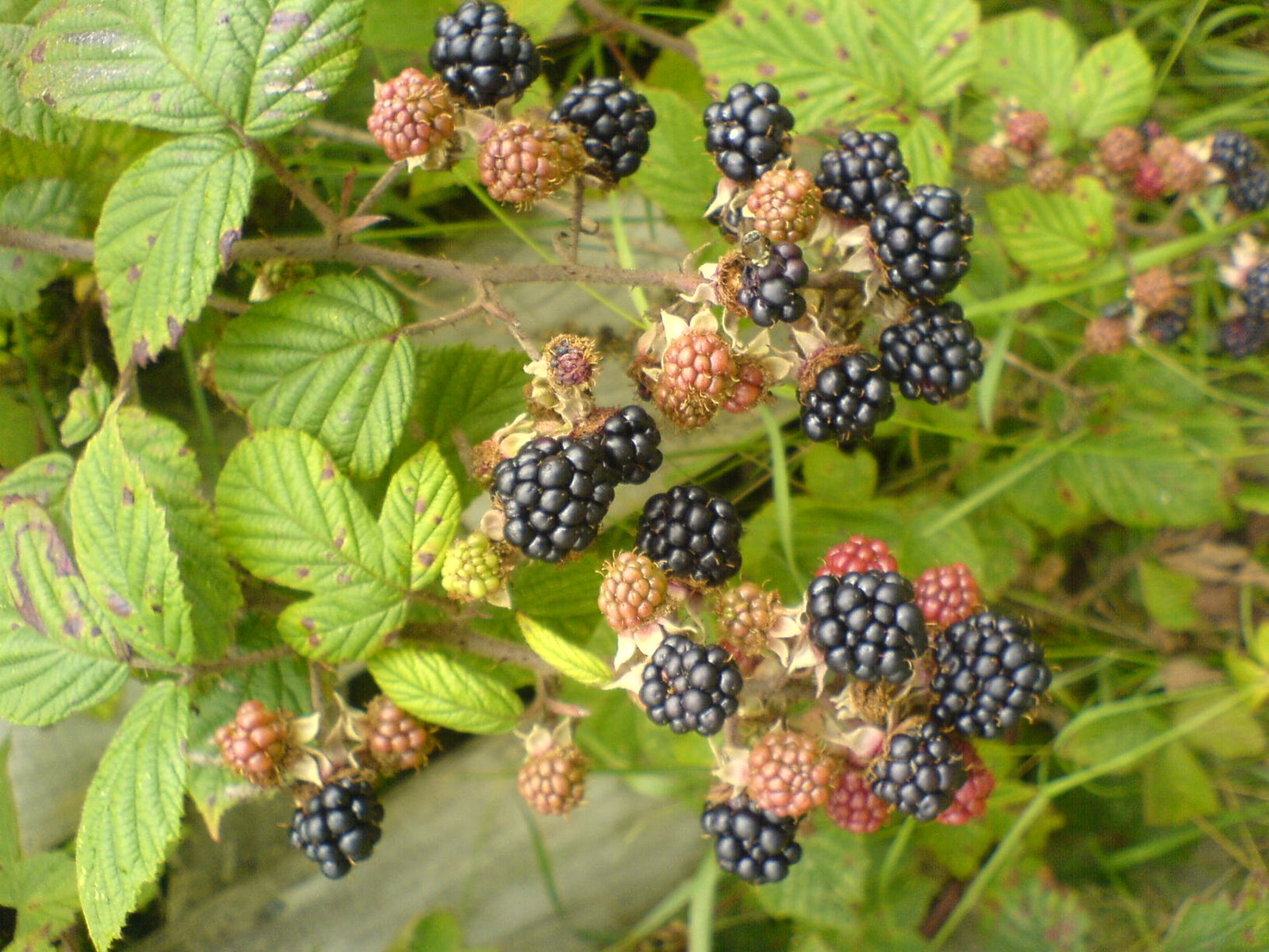 [DSC00161.JPG]