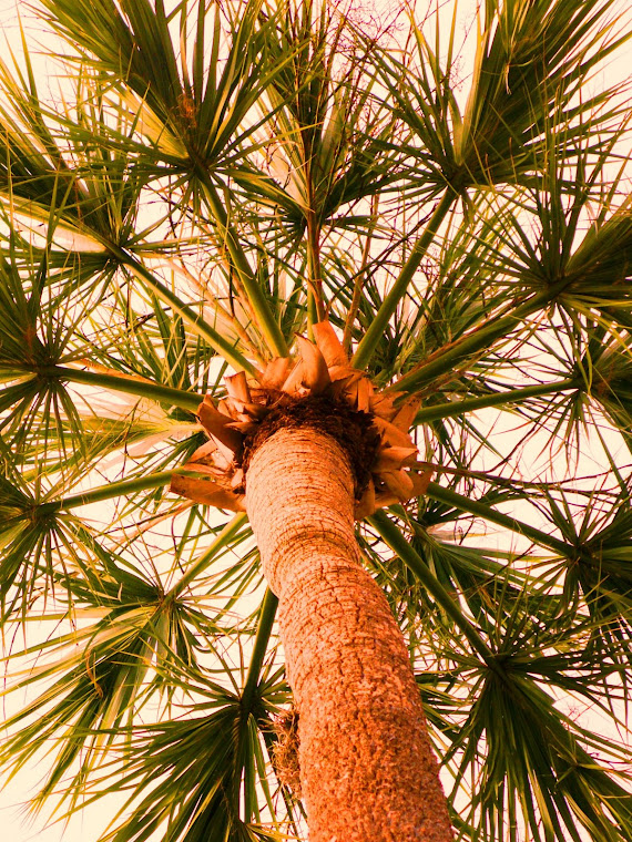 Palm Tree