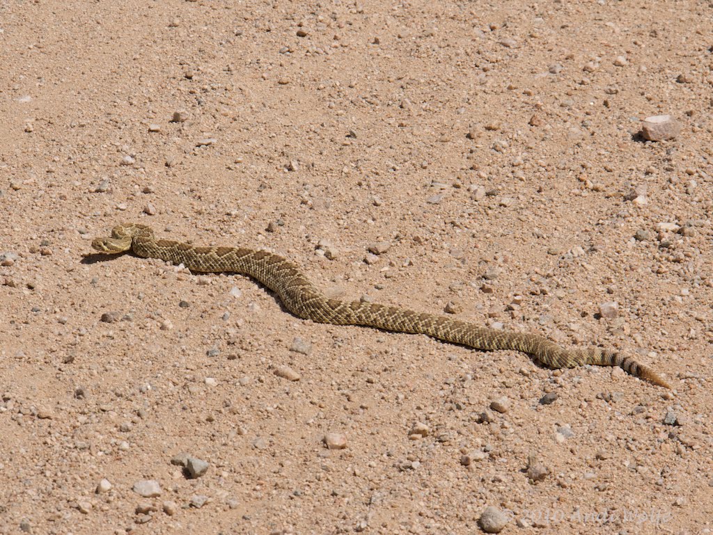 Baby Diamondback Rattlesnake