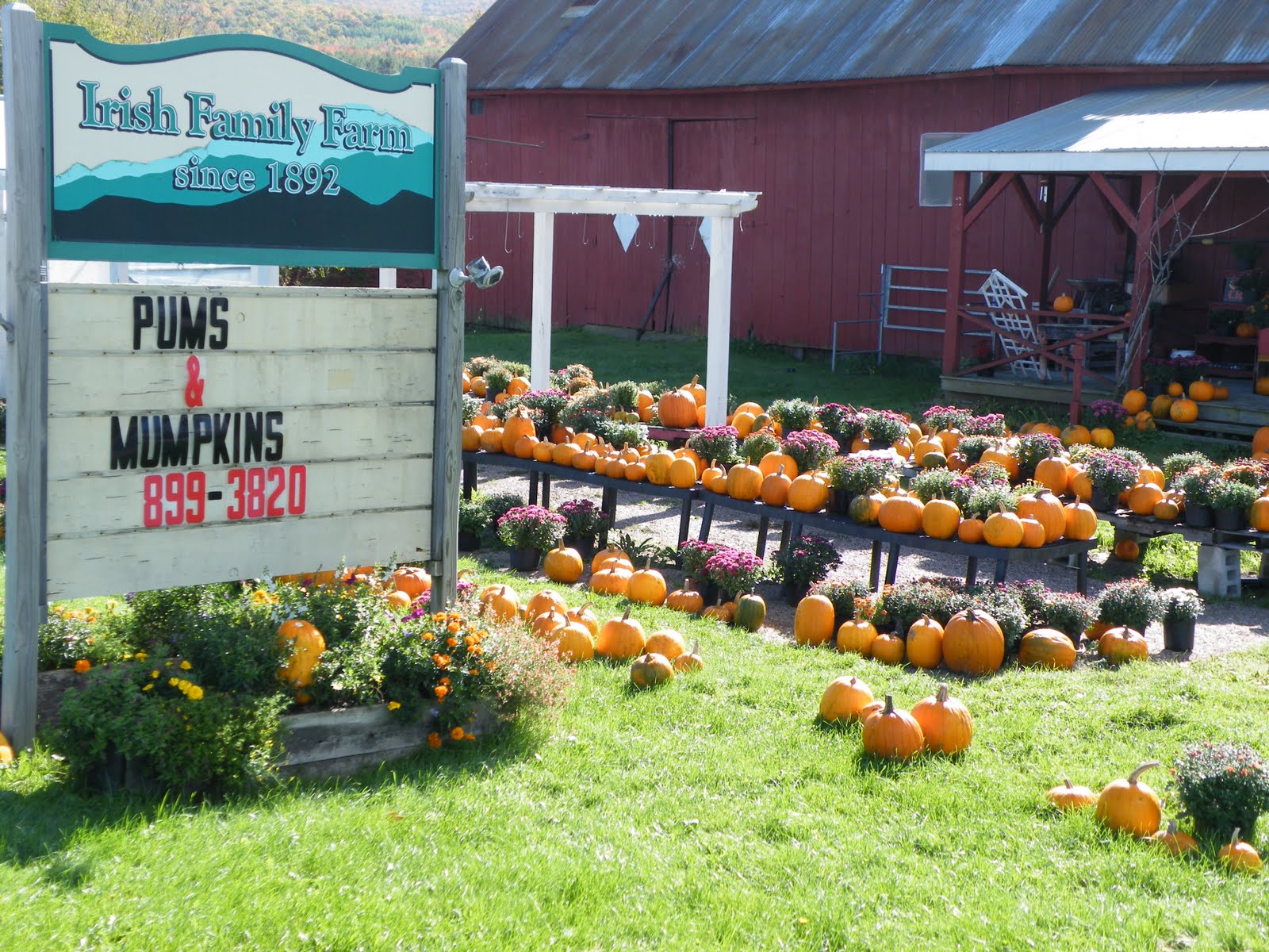 Vermont Daily Photo; Punkin' Chunkin' The Slippery Noodle