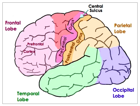cerebral sulci