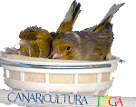 FORUMCANARICULTURATUGA