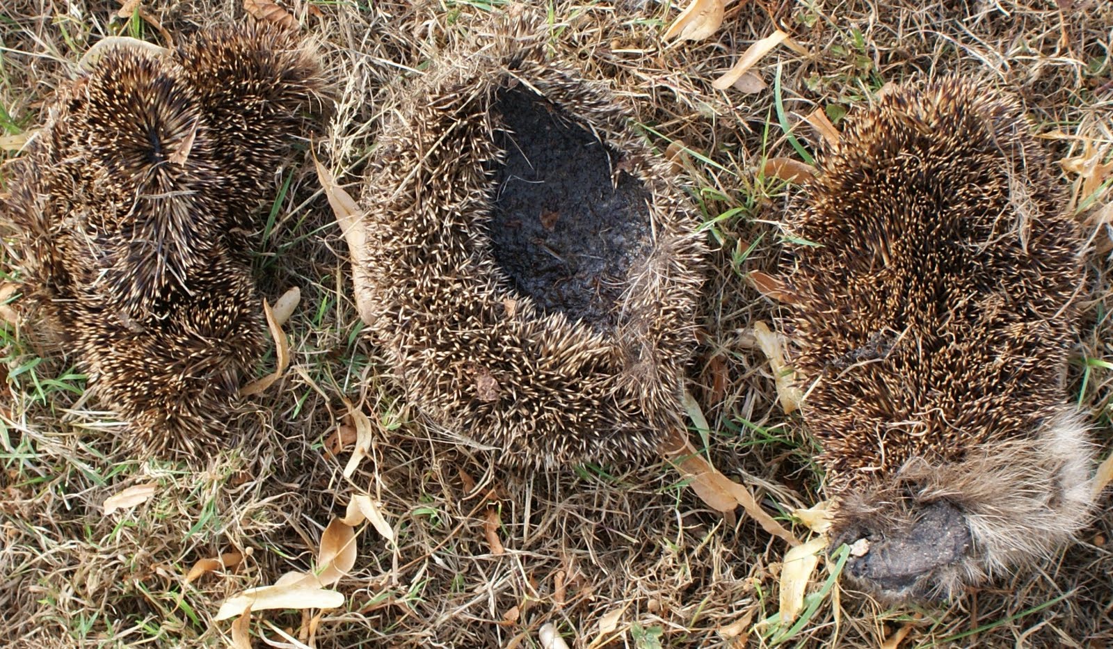 two hedgehogs