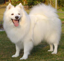 Japanese Spitz