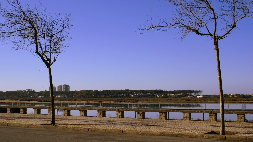 [Adeus+...+folhas.JPG]