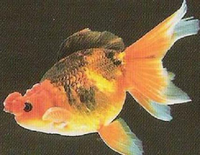 Pom pom Goldfish