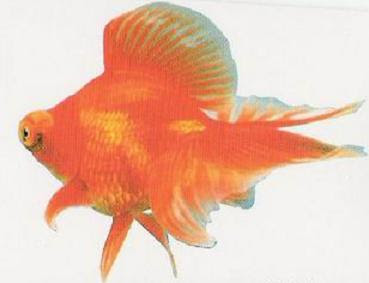 Butterfly Tail Goldfish Pictures
