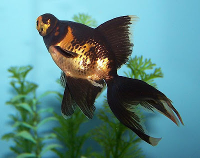 Black Moor Goldfish - Goldfish Pictures