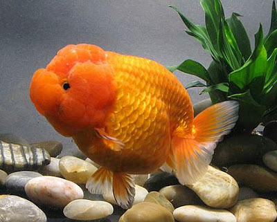 Lionchu - Goldfish Pictures