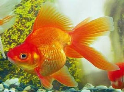 Ryukin Goldfish