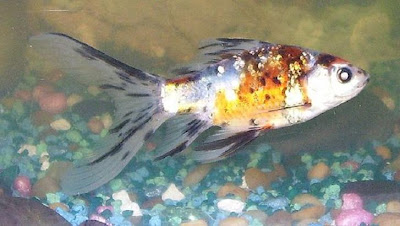 American Shubunkin Goldfish
