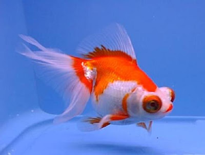 Telescope Eye Goldfish