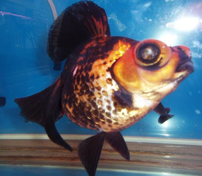 Telescope Eye Goldfish