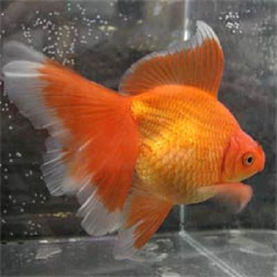 Veiltail Goldfish Fancy Show Goldfish Goldfish