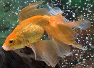 Veiltail Goldfish