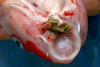Mouth Rot Goldfish Disease