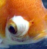 Pop Eye Goldfish Disease Picture