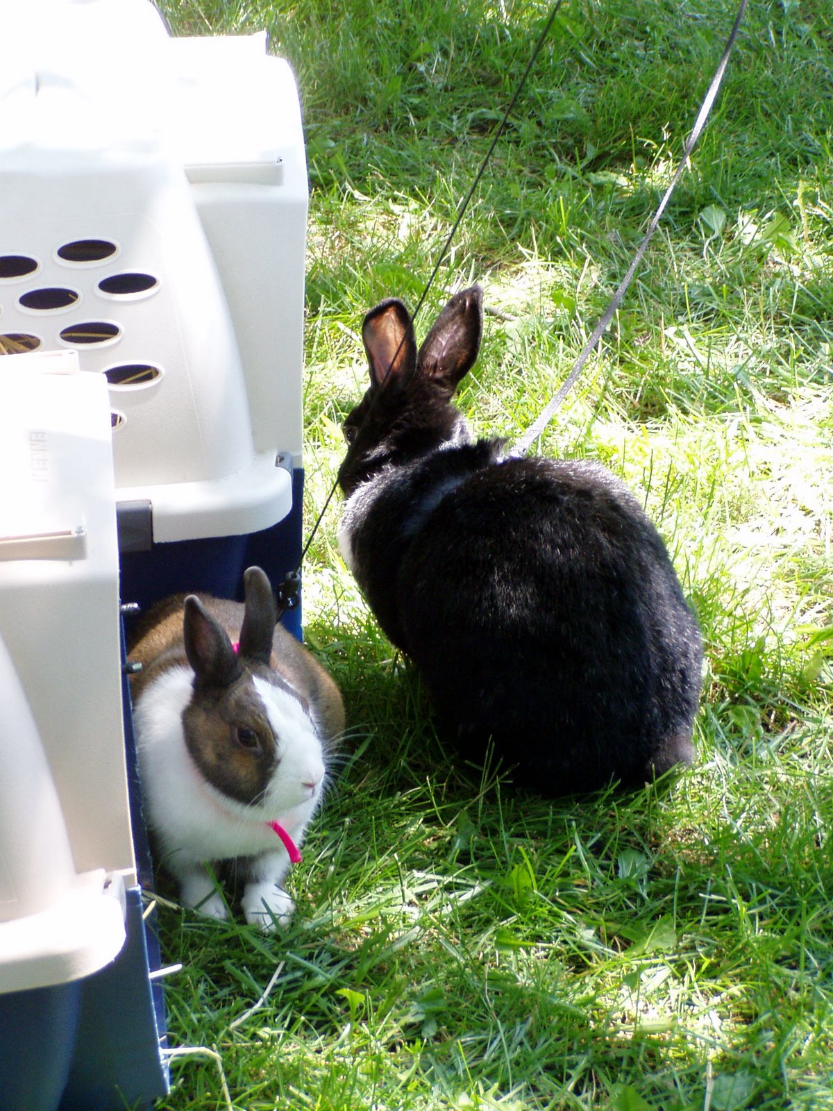 [Bunny+Picnic+01.JPG]