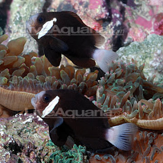 amphiprion-mccullochi.jpg