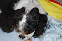 Abbey our CKCS-Cavalier King Ch...