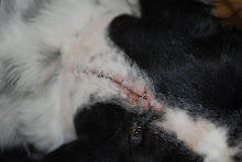 Abbey our CKCS-Cavalier King Ch...