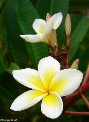 plomeria significado coisinhas de v 243 carminha o significado das flores jasmim plomeria significado coisinhas de v 243 carminha o significado das flores jasmim