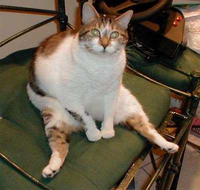 Funny Picture Humor: Funny Fat Cats
