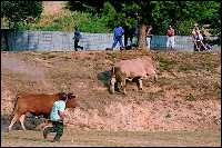 [chegadeboismuinhos.jpg]