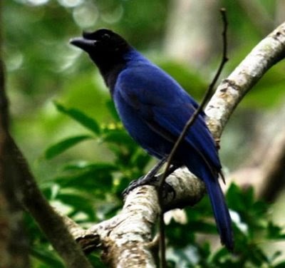 O TEMPO VIDA Gralhas